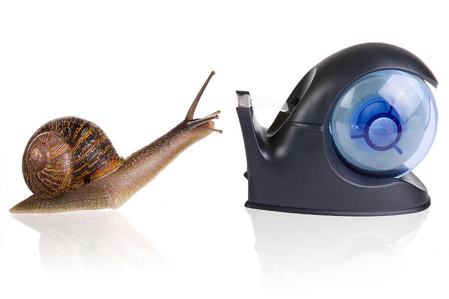 snail-900