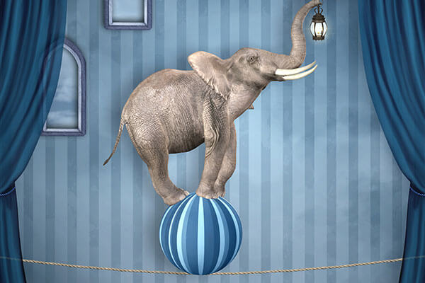 awareness-elephant